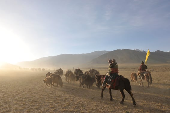 Nomaden Ladakh Kharnak