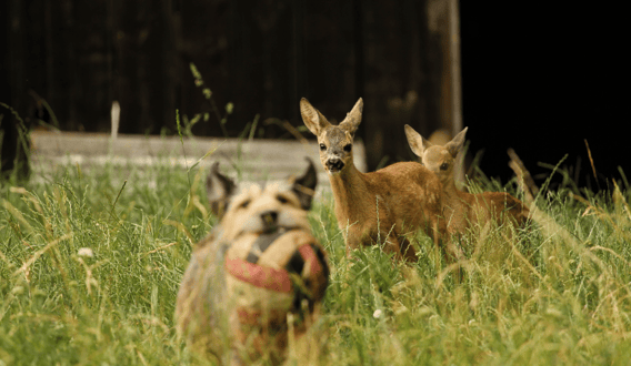 Gustav, Krambambuli u. Gomez