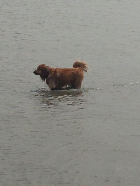 viel Wasser, viel Hund... Merlin mit 3 Jahren