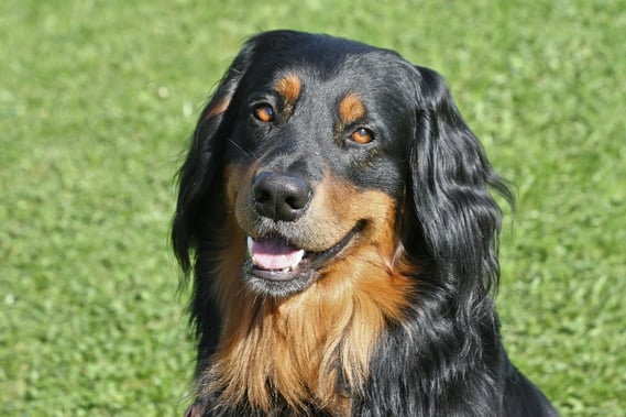 18.11.2015 Es ist soweit. Ab sofort steht der für uns in allem perfekte Baki paarungsbereiten Hovawartdamen zur Verfügung. Danke dafür!