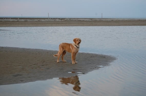 Der junge Hund und das Meer