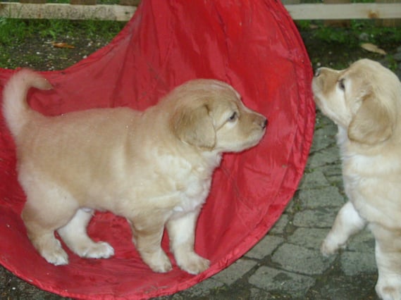 Antek (Merlin) links, Amie rechts