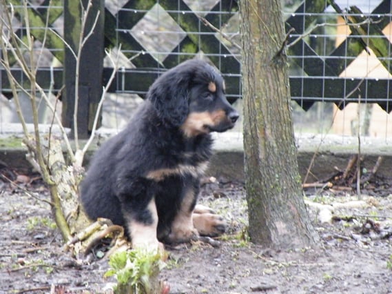 Bera mit fast 8 Wochen