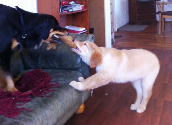 Birdy and ´"big sister" Annabelle/ Birdy und Bellchen; 14.04.2013