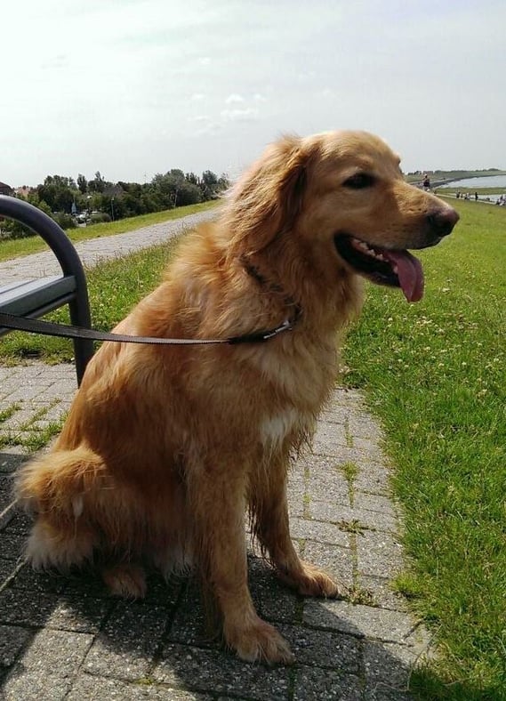 Merlin (Antek), 5 Jahre schickt Urlaubsgrüße! Wir freuen uns schon auf unser nächstes Wiedersehen!!!