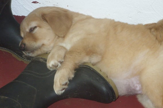 Amies Gummistiefel (6 Wochen)