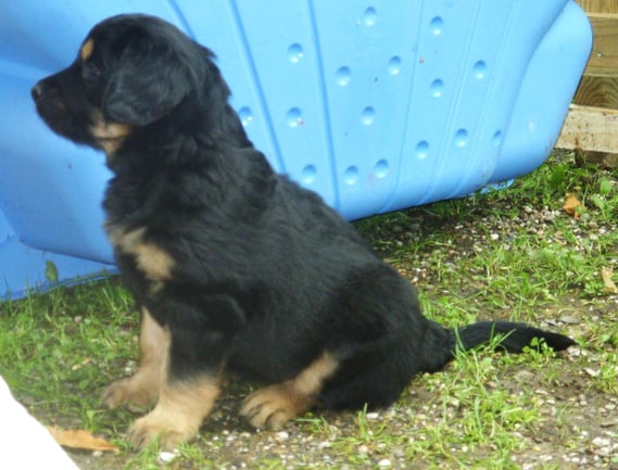 Annabelle passt auf; 5 Wochen 1 Tag