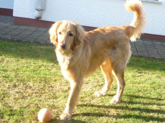 Komm schon Spielen!  Merlin fast 8 Monate (und natürlich hat er noch 4 Beine!)