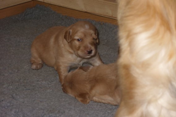 Antek setzt zum Bellen an, Tag 17