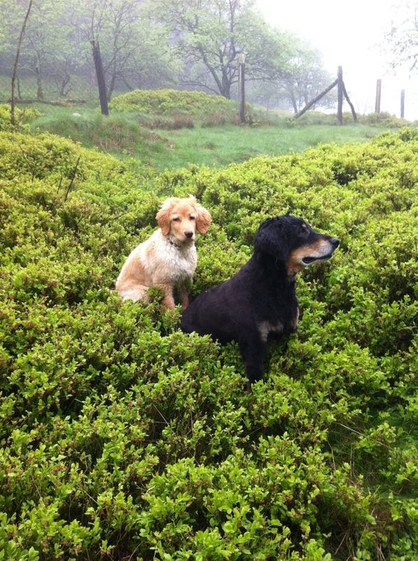 Hänsel und Gretel in den Blaubeeren ausgesetzt