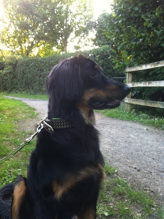 Wer ein stattlicher Rüde wird, bekommt selbstverständlich auch das entsprechende outfit, September 2013