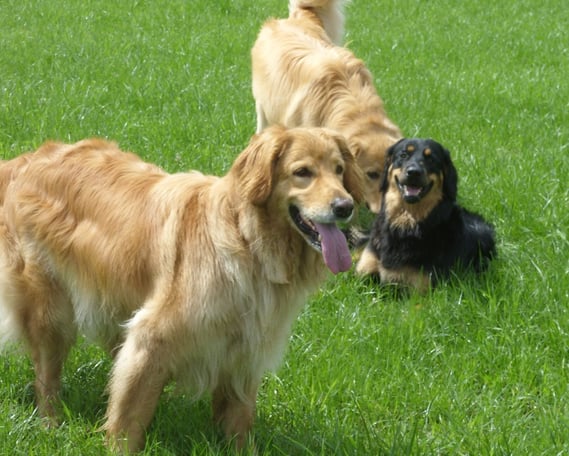 Thaler mit ihren Kindern Merlin (blond) und Annabelle im Hintergrund