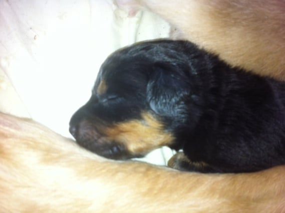 Bera bevorzugt gute Liegeplätze