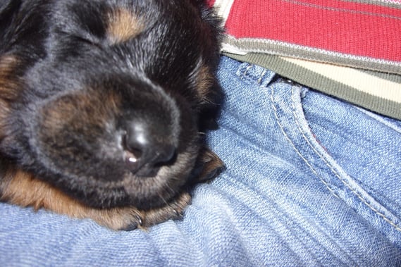 Annabelle auf Schoß, Tag 17