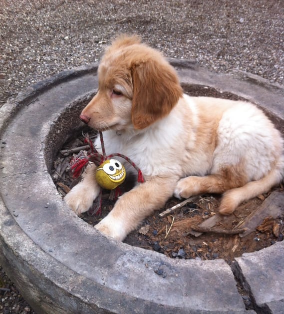 Birdy in the fireside, 03.04.2013/ in der Feuerstelle