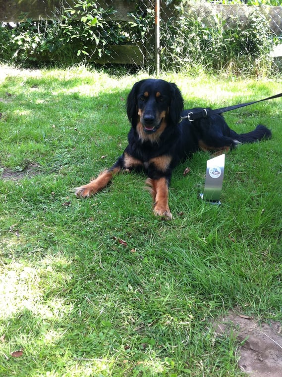 Annabelle, knapp 2 Jahre alt, nach ihrer ersten Schauteilnahme