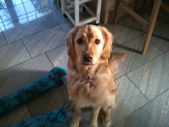 Amie ( 6 Monate alt) hatte die Türstopper "zum Fressen gern", wie sich kurze Zeit  später herausstellte...