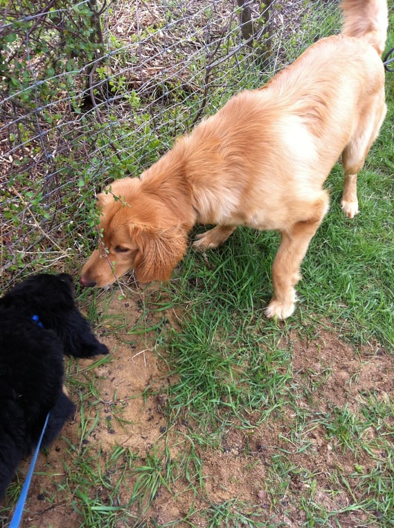 Auch Halbbruder Ares (väterlicherseits, 8 Monate alt) möchte erst mal wissen, mit wem er es zu tun hat