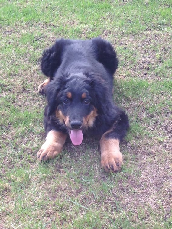 aufmerksames Platz oder im Absprung? Bera mit 3 Monaten