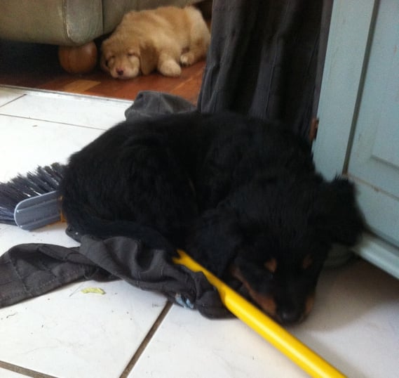 Baki ist der Hausarbeit erlegen..., 12.03.2013