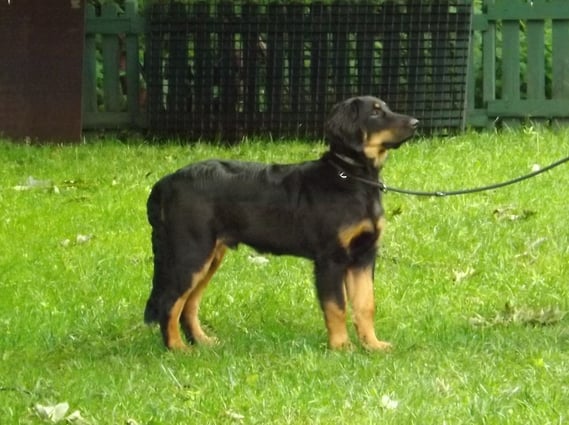 Bastian macht bei der "Phenotypbeurteilung" eine gute Figur
