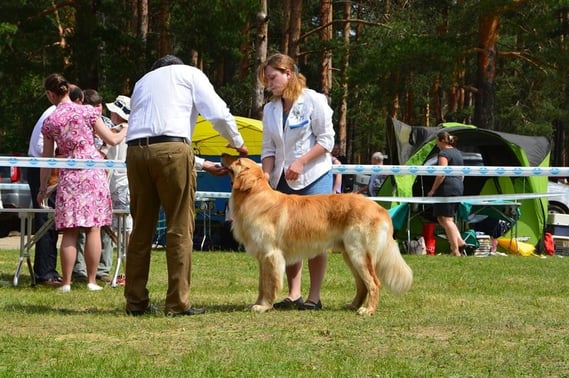 Showtime in Vladimir
