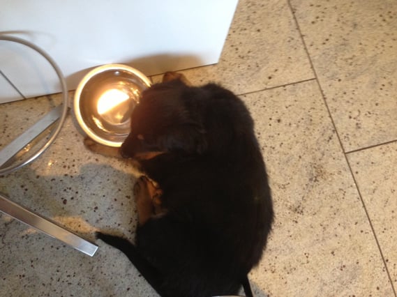 irgendwann wird auch die größte Entdeckerin müde und schläft im Wassernapf ein...