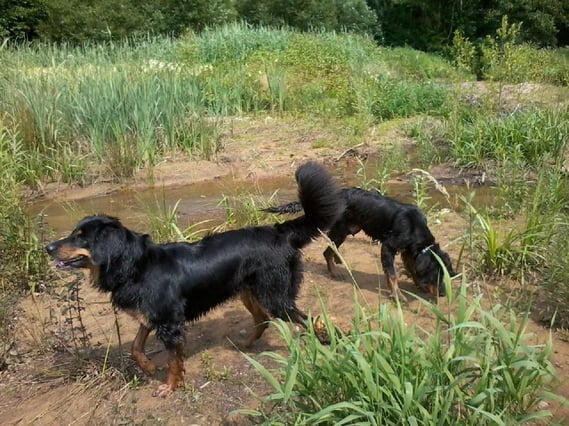In diesen heißen Juliwochen ist es gut, dass wir ganz in der Nähe des Amazonas wohnen, so haben wenigsten Baki und Annabelle von Zeit zu Zeit ein bisschen Abkühlung ( mehr Bilder unter Baki)