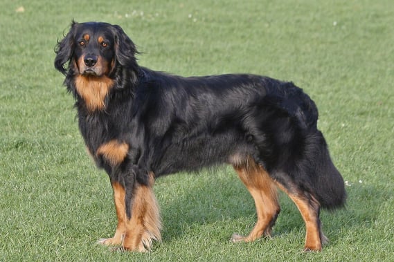 Das offizielle Deckrüdenbild :)