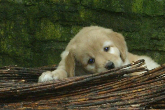 Die zauberhafte Amie sucht noch eine tolle Familie (wenn sie zwischen den Spielen mal Zeit findet...), 6 Wochen 3 Tage