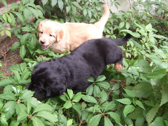 Welpendschungel (vorne Annabelle, hinten Antek)