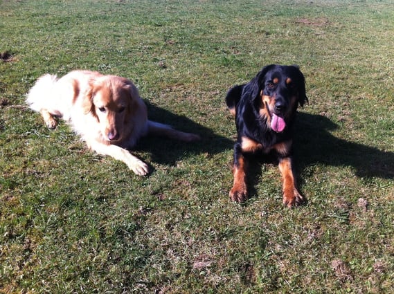 Merlin (Antek) und Annabelle März 2012