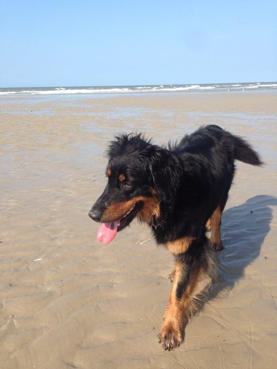 Bera grüßt von Wangerooge