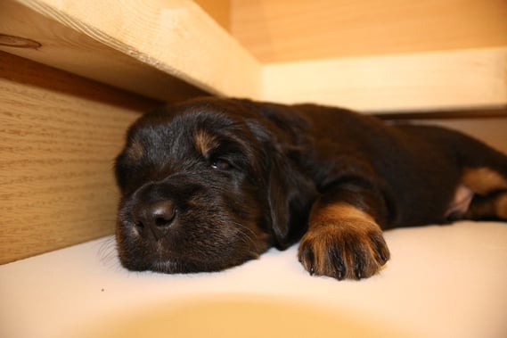 Abraxas, nicht ganz wach; Tag 23