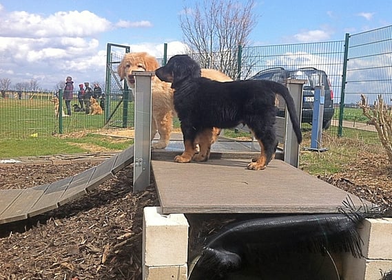 Bastian (vorne) mit Birdy auf der Aussichtsplattform in der Welpenschule