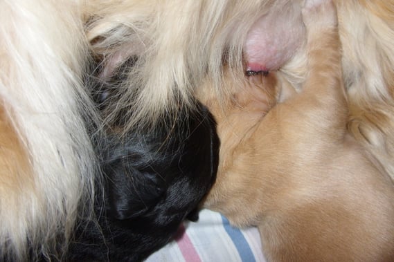 Amie im Schlaraffenland (links neben ihr: Abraxas)