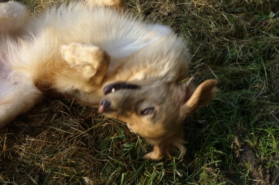 Merlin freut sich des Lebens..., hat ja auch Geburtstag.