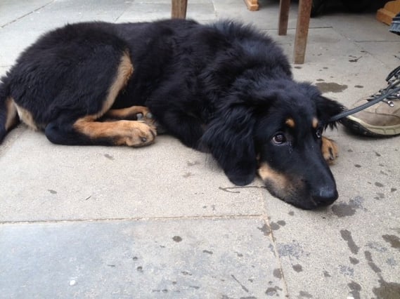 Nach der Welpenschule mit 18 Wochen