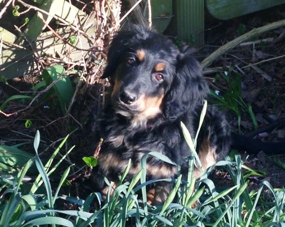 Bera vom Silberdistelwald mit 12 Wochen (immer noch mit dem funkelnden Blick!)