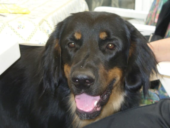 Amigo hat sich zu einem stattlichen Rüden gemausert, nicht nur der Kopf ist ausgesprochen "typvoll"