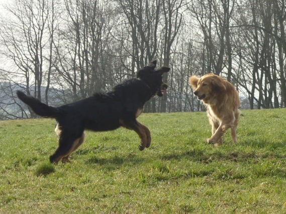 Frühlingsgefühle, Ende März 2011 (Thaler und Annabelle)