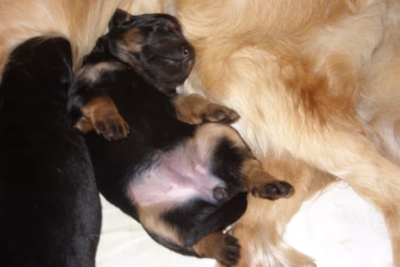 An Tag 12 ist für Abraxas die Welt immer noch in Ordnung