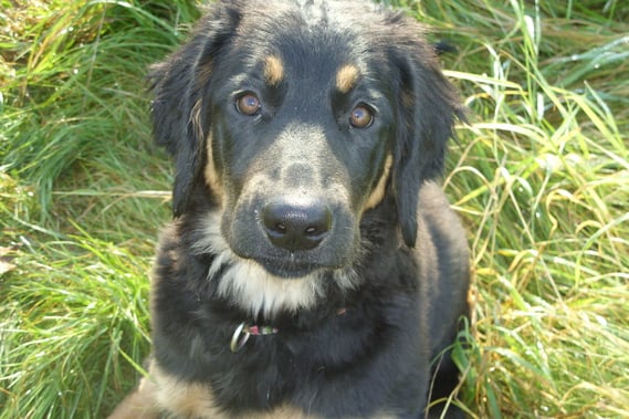 Annabelle vom Silberdistelwald mit 19 Wochen, fast 5 Monate alt