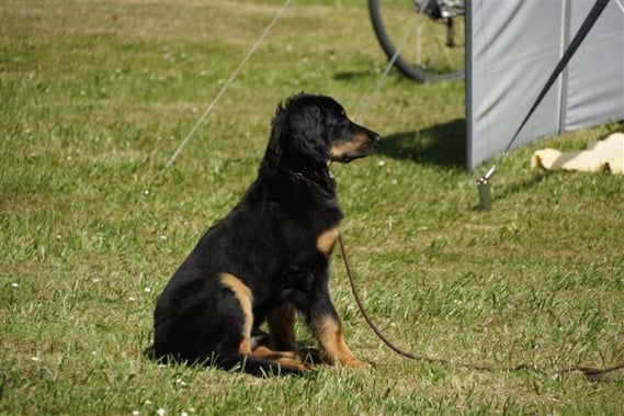 Zeltplatzwart (freiwillig)