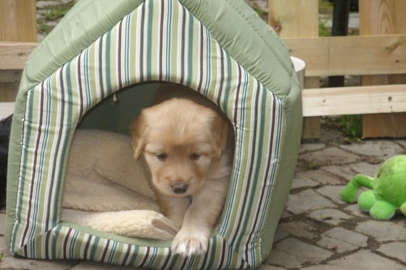 Amie, 4 Wochen 4 Tage