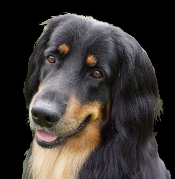 Bjarnys schöner Kopf ziert nun das Hinweisschild zum Hundeplatz in Sannum