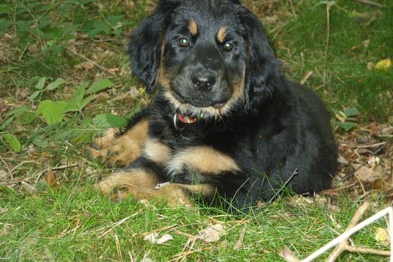 Im Wald mit gut 10 Wochen