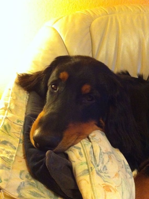 Nachtrag von dem Hund, der eigentlich nicht aufs Sofa sollte. Mitlerweile liegen für ihn dort bis zu drei Kissen parat, auf denen er sein hübsches Köpfchen ablegen kann. Hat er doch gut eingefädelt, oder?