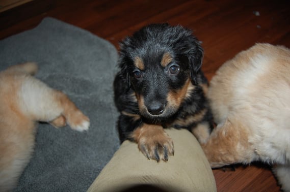 Bera auf Knie, Ende Woche 5