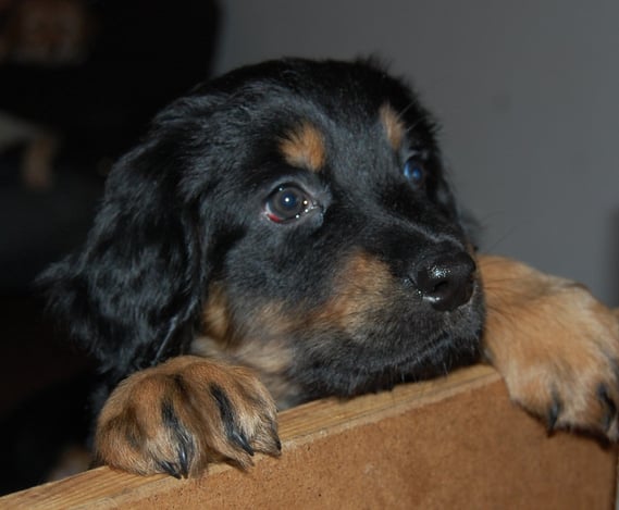 Bjarnys Äugelchen hat sich wieder reguliert, hatte wohl etwas wild gespielt..., 10.03.2013